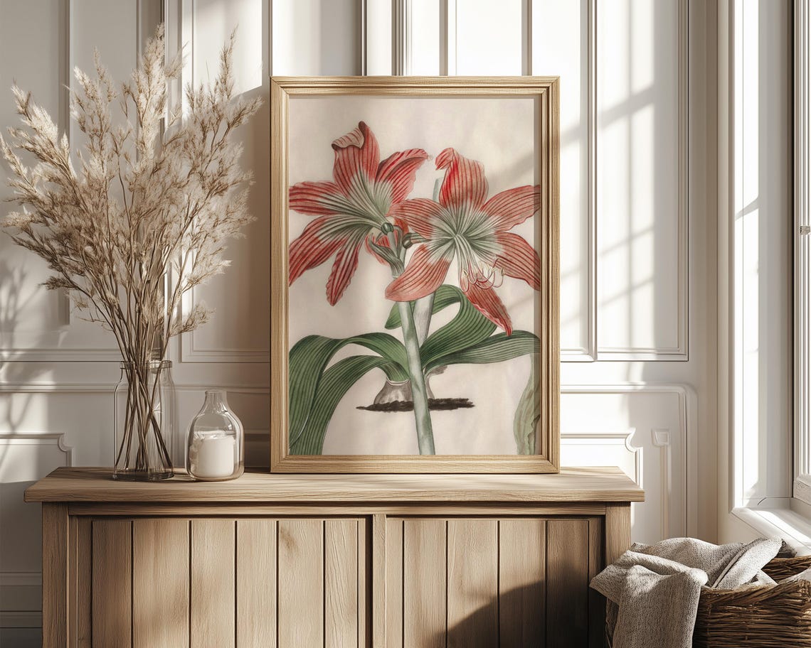 Red And White Striped Amaryllis Vintage Botanical Study Print - Image 4