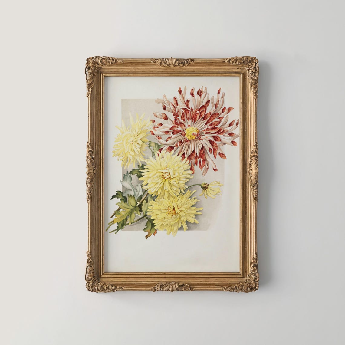 Yellow and Red Chrysanthemum Flowers Vintage Botanical Art Poster
