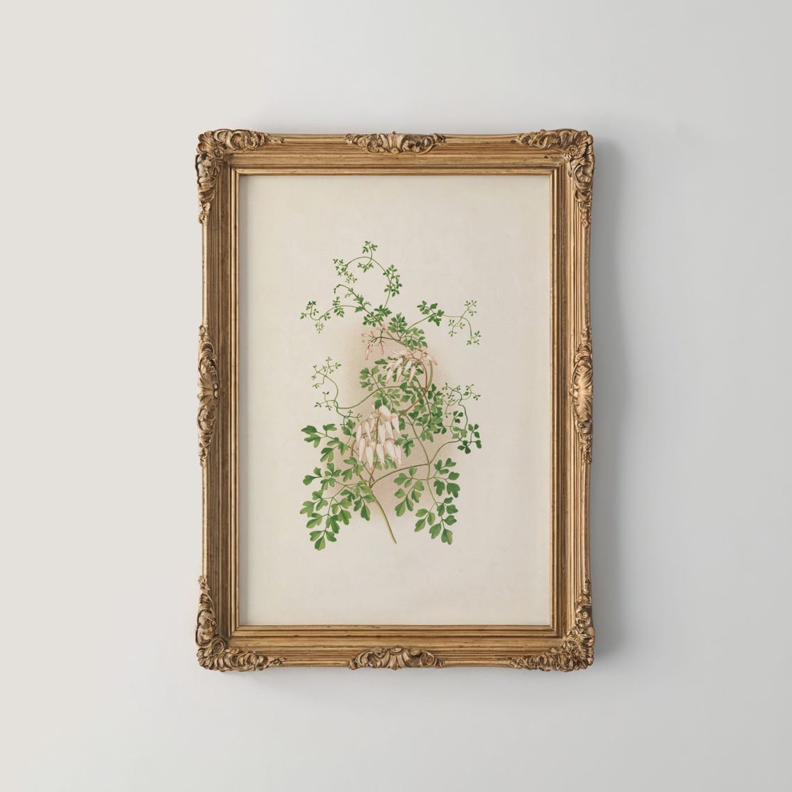 Climbing Vine Botanical Illustration Pink Buds Fern Leaves Poster