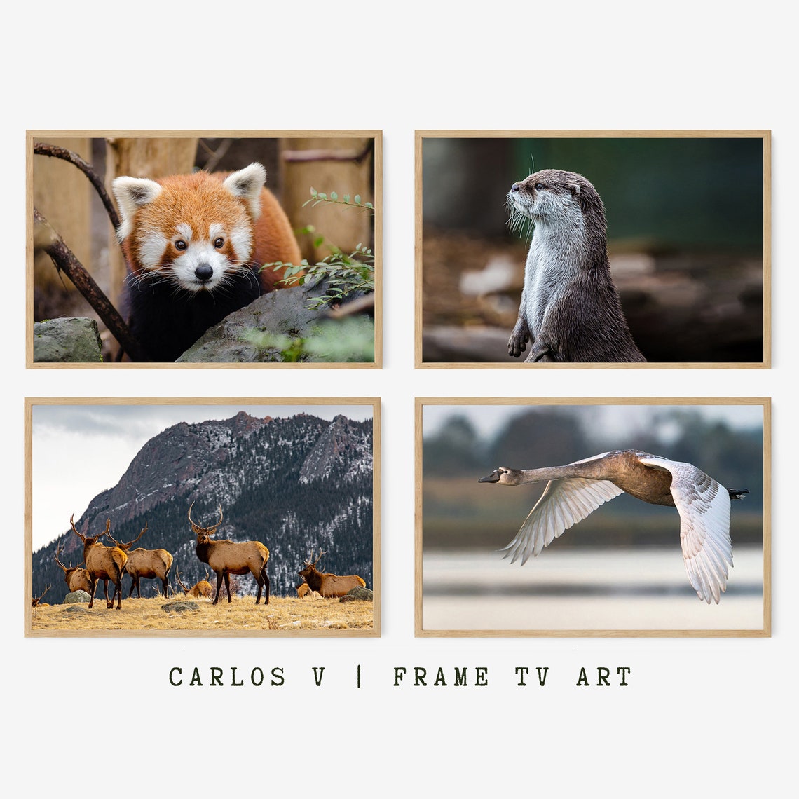 Cute Animals Frame Tv Art Wildlife Masterpiece Set Art For Frame Tv High Resolution Instant - Image 3