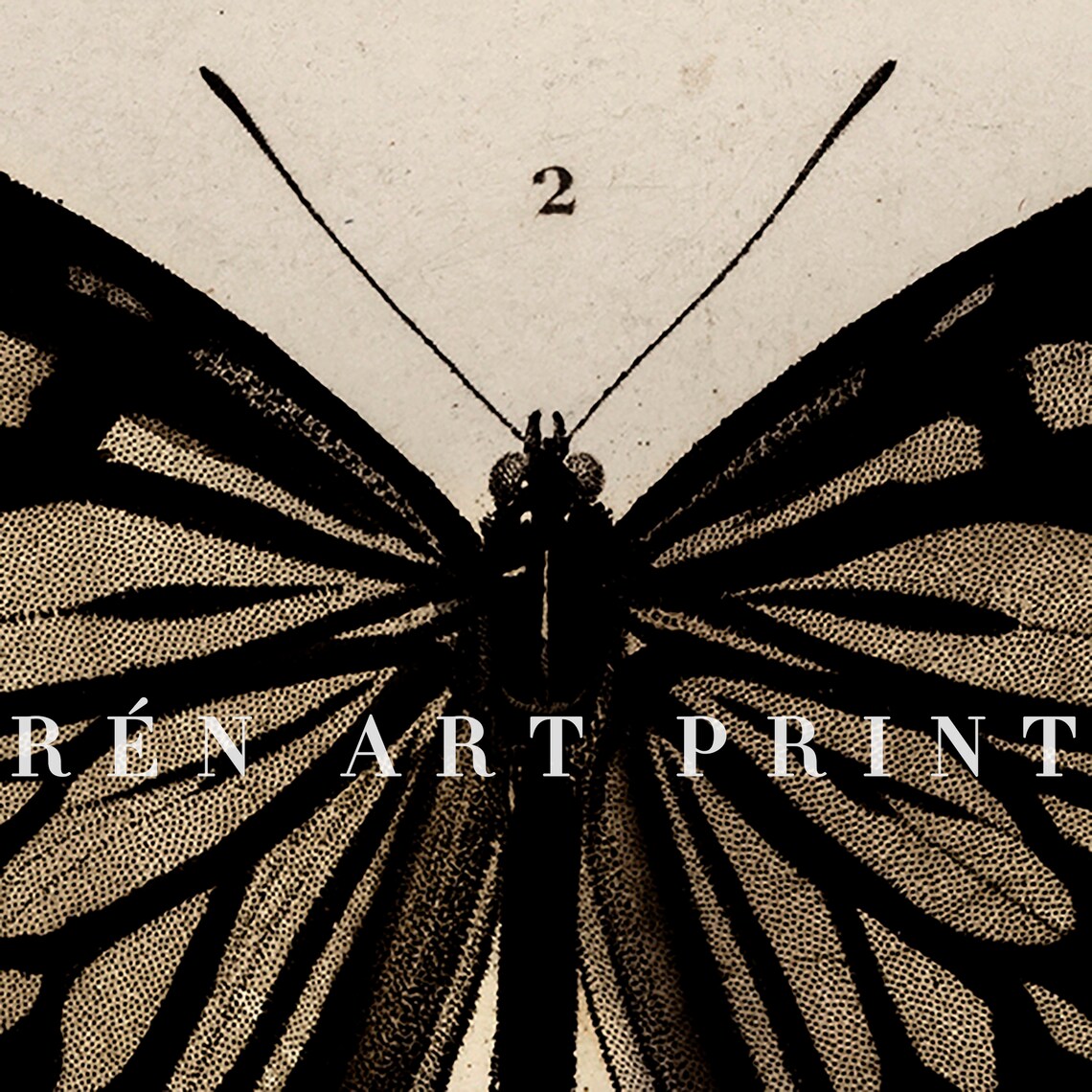 Antique Butterfly and Moth Study, Vintage Print - Image 2