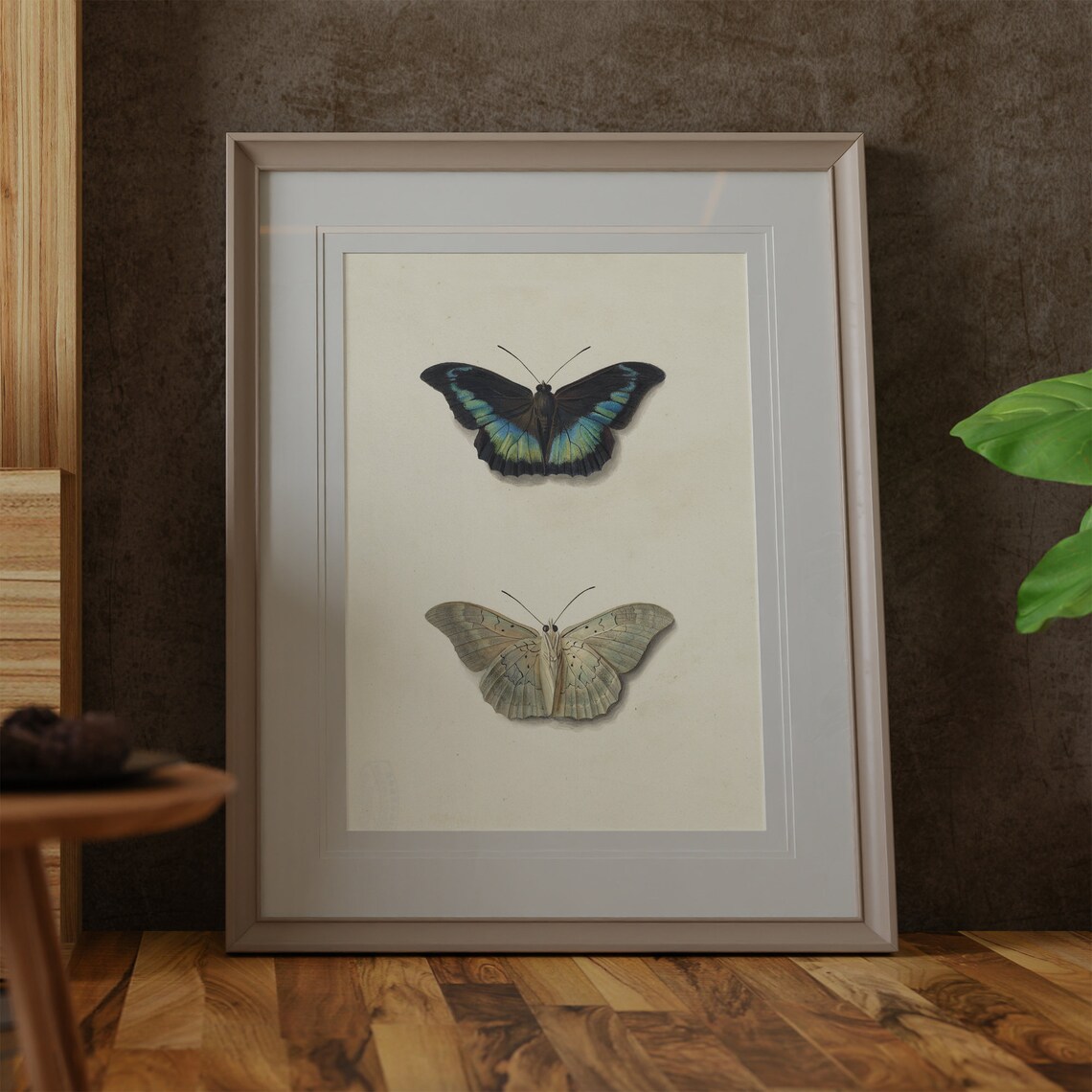 Vintage Butterfly Drawing, Antique Insect Study Art Print - Image 2