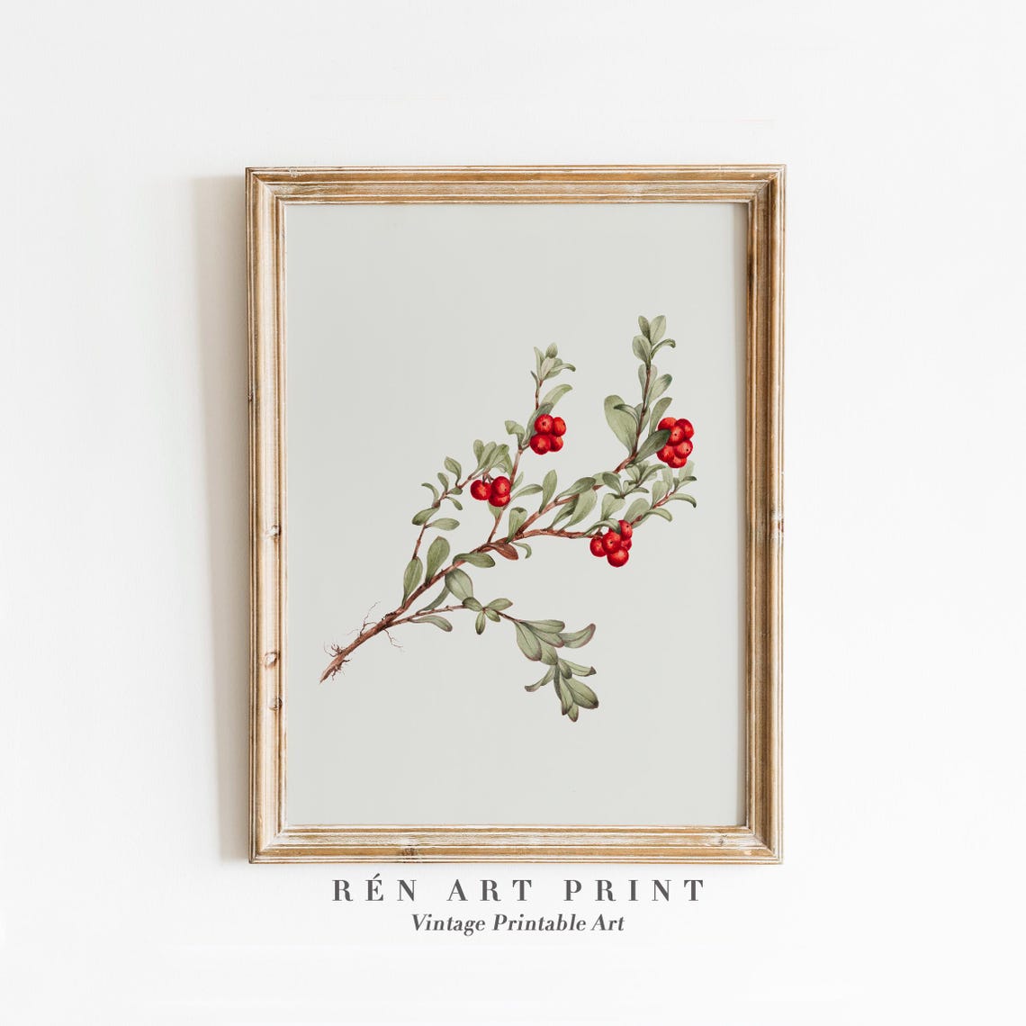 Winter Red Berries Branch Botanical Study Classic Vintage Art Print