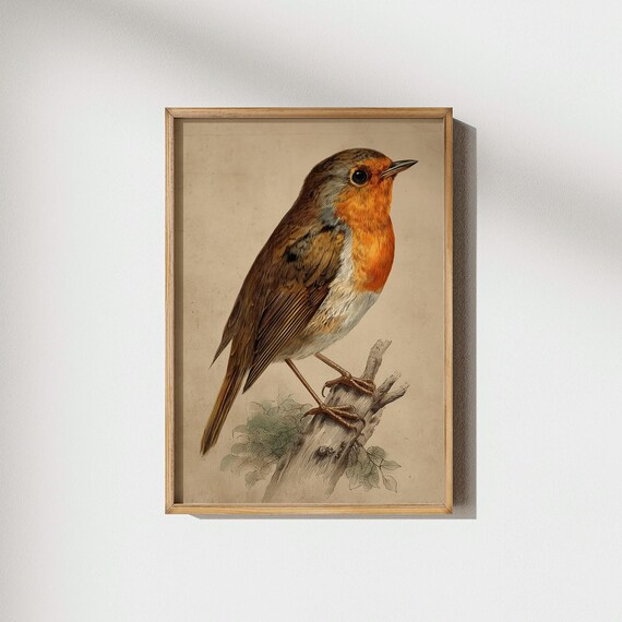 Vintage Robin Bird Print European Art Orange Breast Songbird Natural History Wall Decor Ornithology Illustration Prints