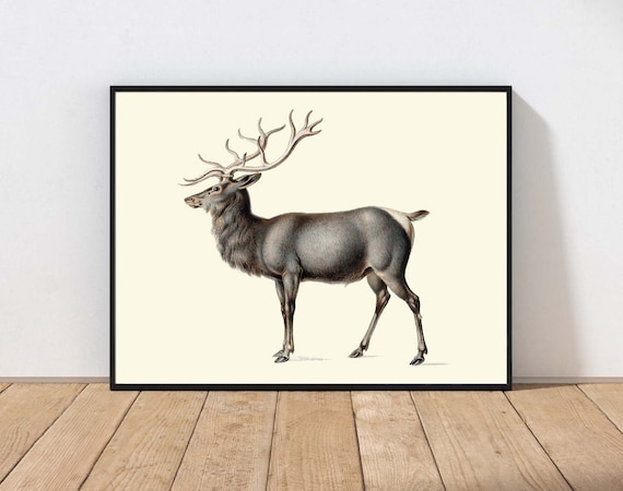 Antique Elk Stag Illustration Vintage Natural History Wall Art