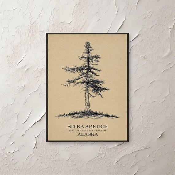 Vintage Sitka Spruce Illustration Alaska State Tree Botanical Print