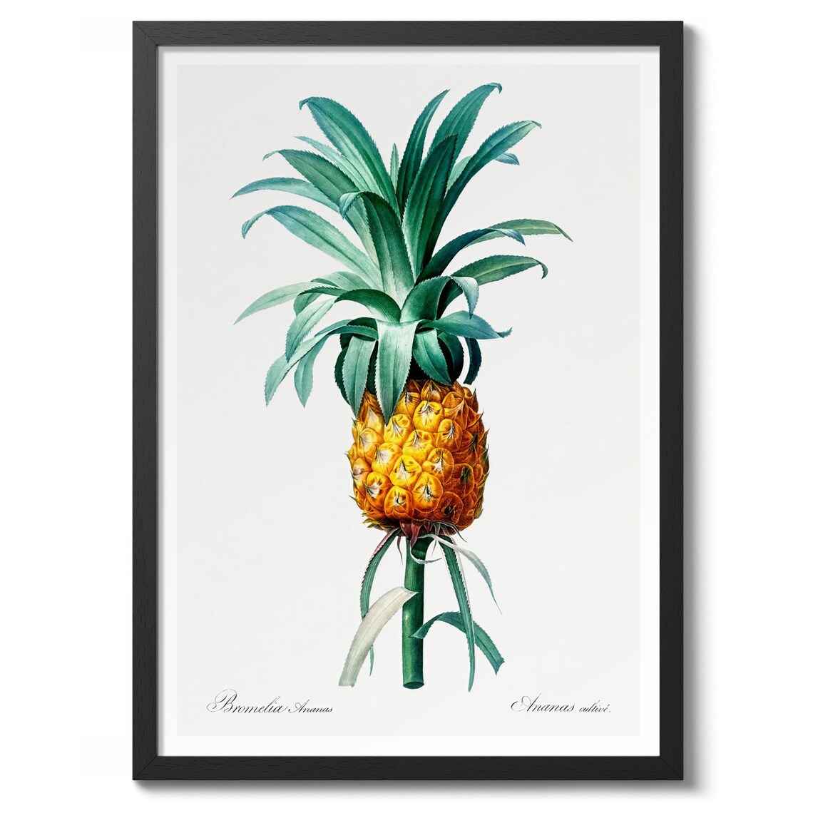 Pineapple By Pierrejoseph Redout Vintage Botanical Art Print