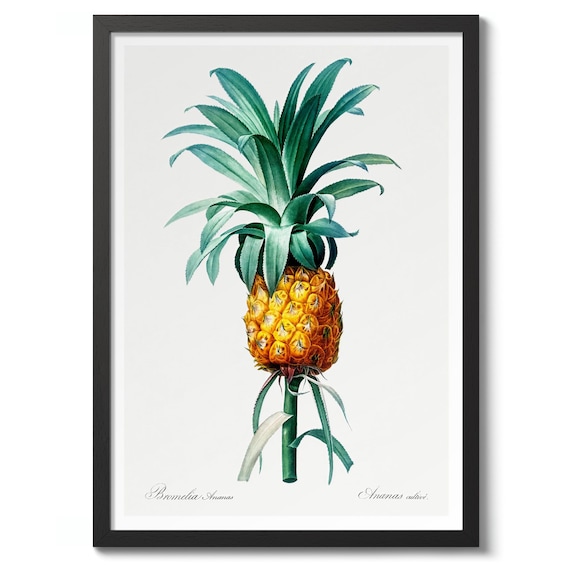 Pineapple By Pierrejoseph Redout Vintage Botanical Art Print