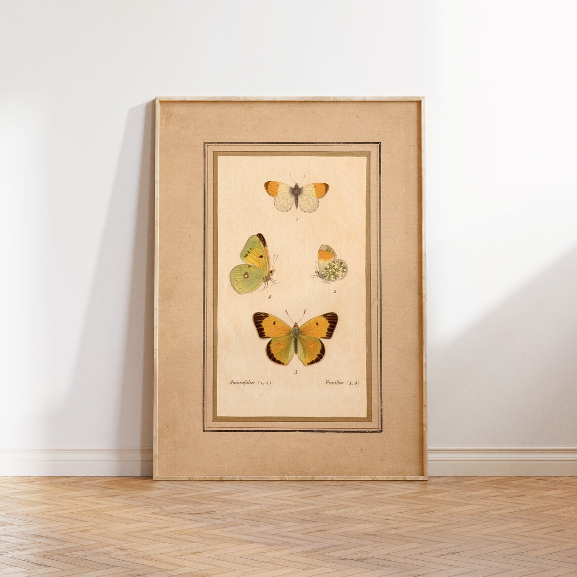 Vintage Butterflies Illustration, Antique Poster Print