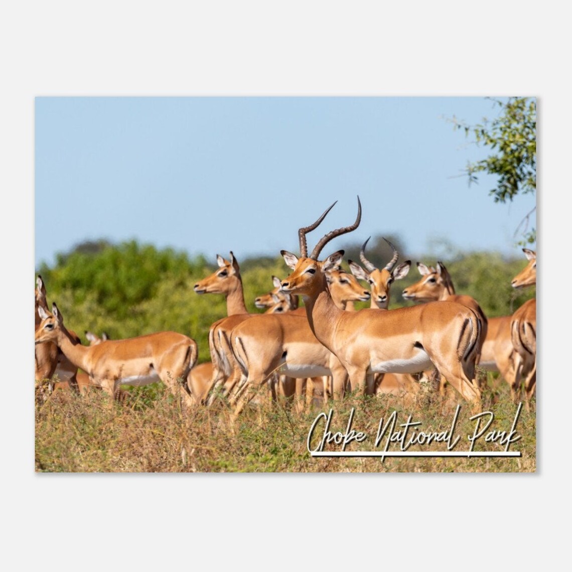 Chobe National Park Impala Herd Golden Grass Botswana Safari Wildlife Poster