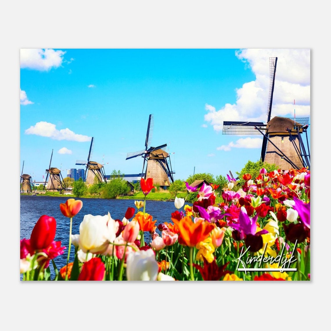 Kinderdijk Windmill Tulips Netherlands Colorful Landscape Poster