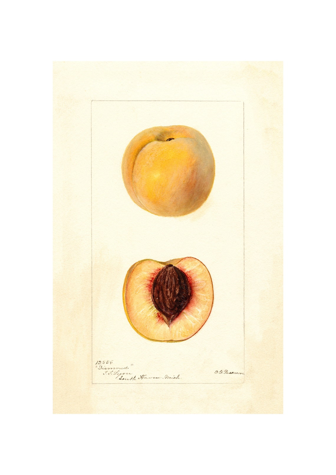 Diamond Peach Antique Pomological Watercolor 1898 Fruit Art Poster