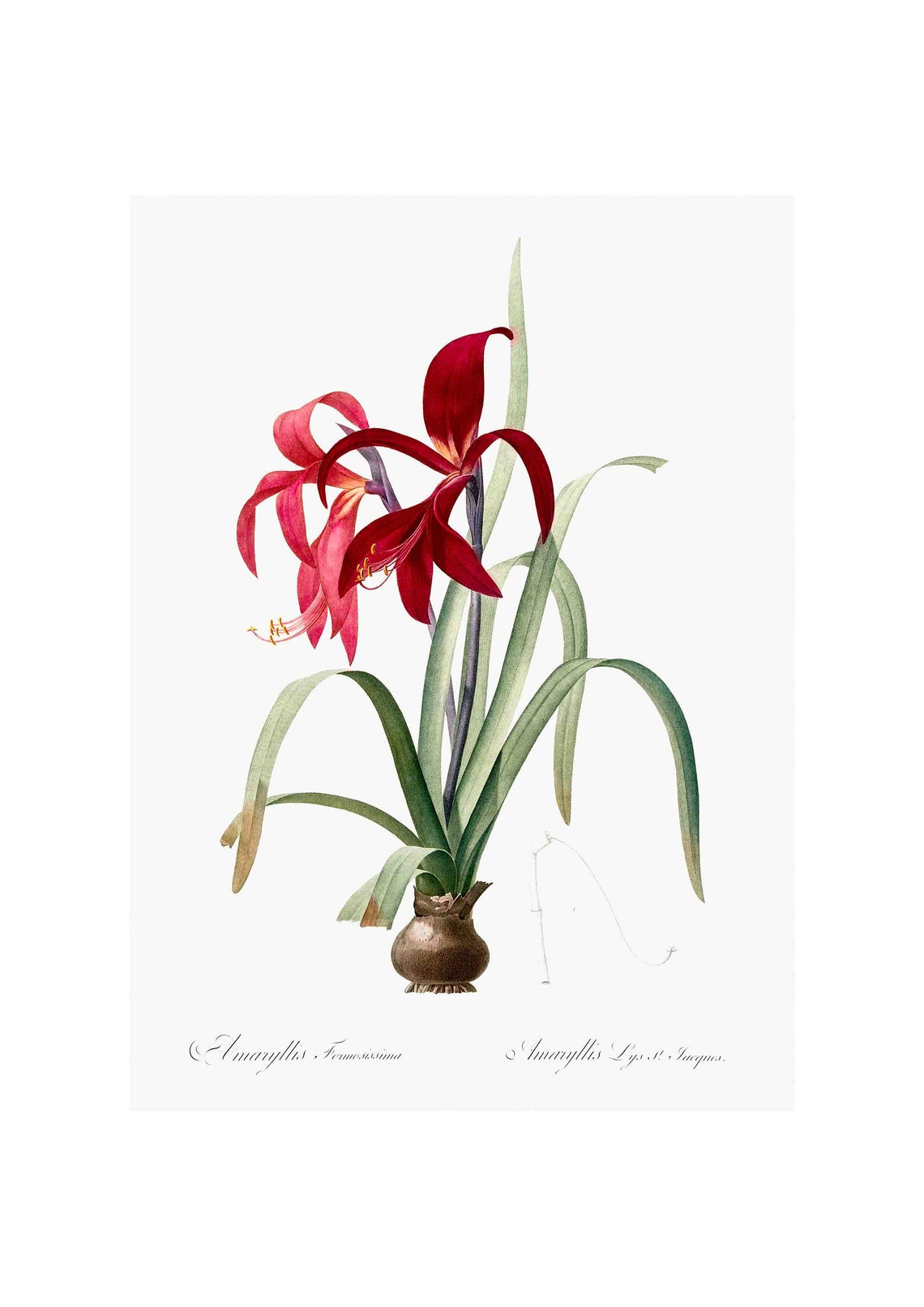 Aztec Lily Vintage Art Print