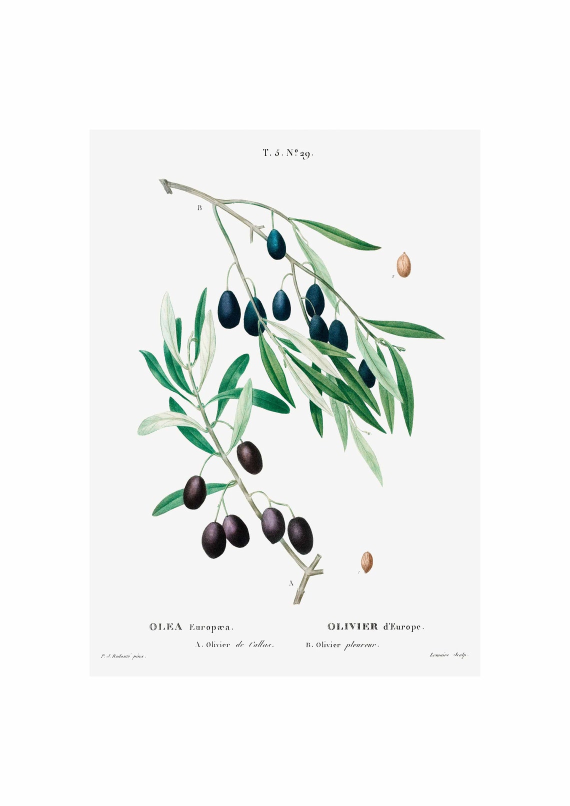 Olive Wall Art Print