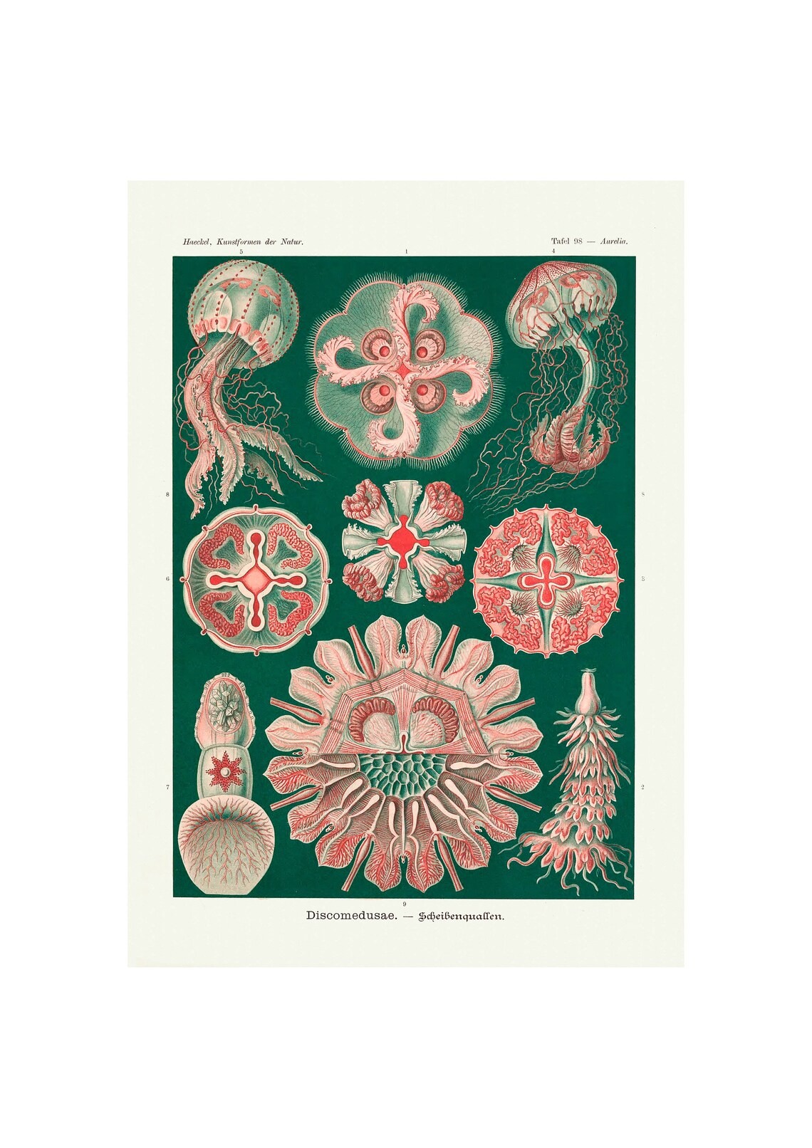 Ernst Haeckel Discomedusae Jellyfish Art Nouveau Science Poster