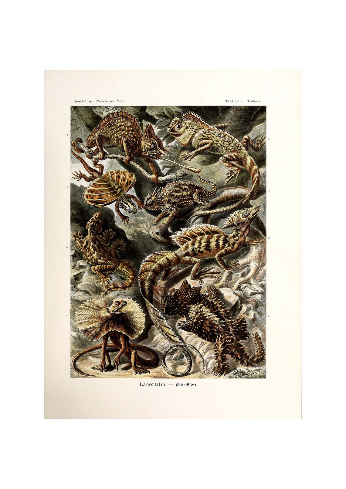 Ernst Haeckel Art Forms In Nature, Lacertilia