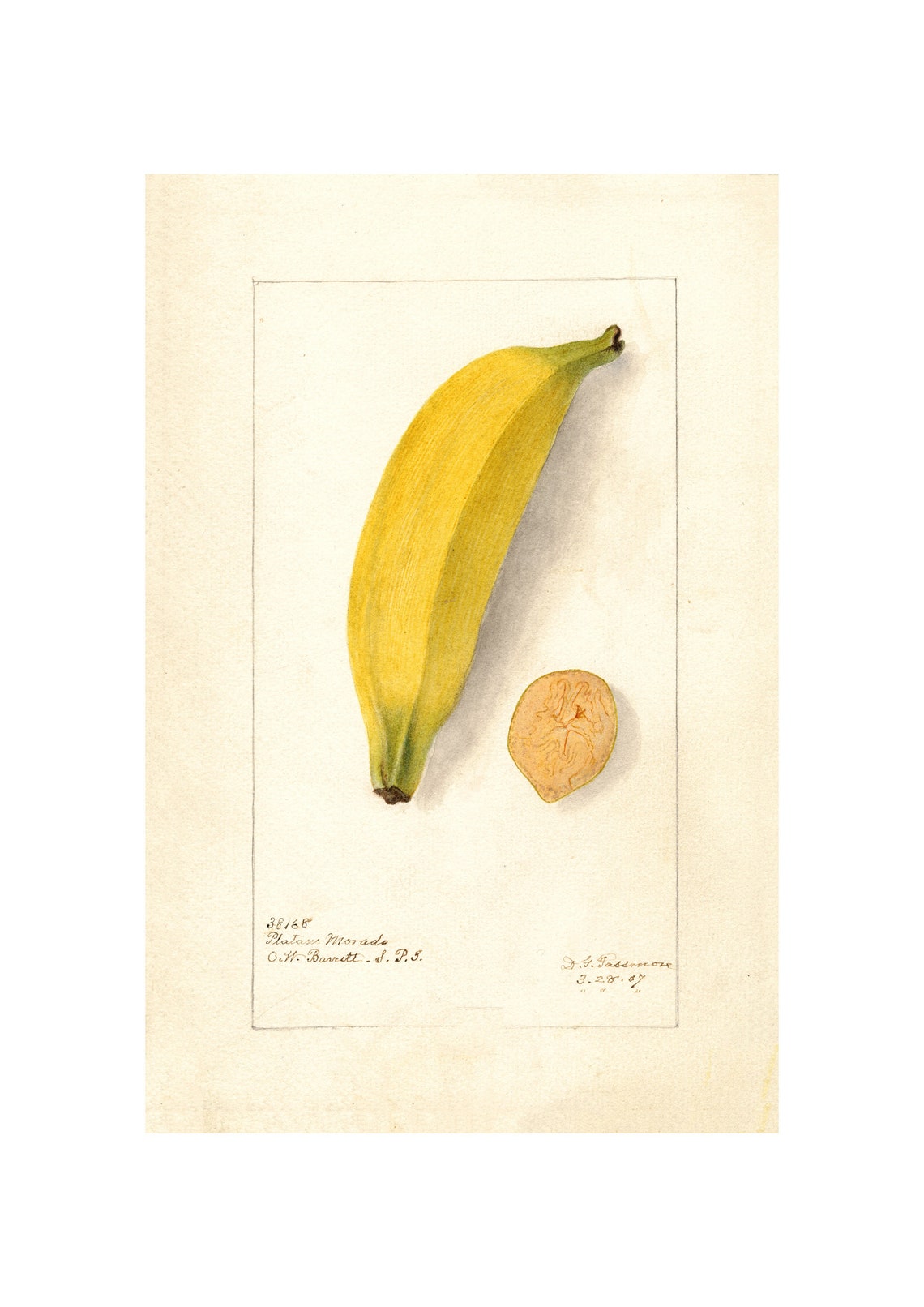 Platano Morado Banana Antique Pomological Watercolor 1907 Art Poster