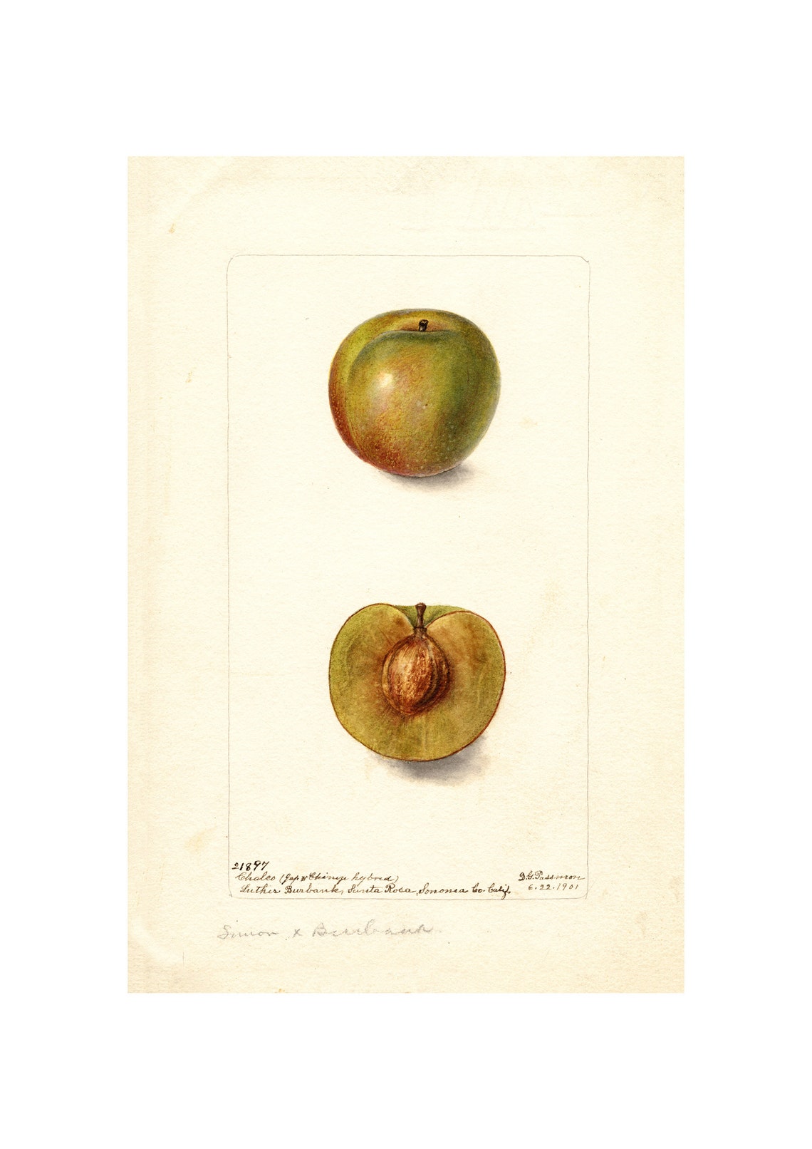 Green Plum Watercolor Antique Botanical Pomological Fruit Poster