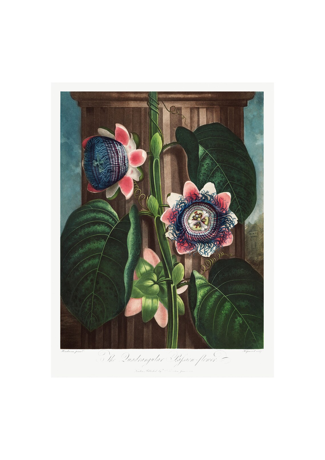 Quadrangular Passion Antique Lithograph, Robert Thornton