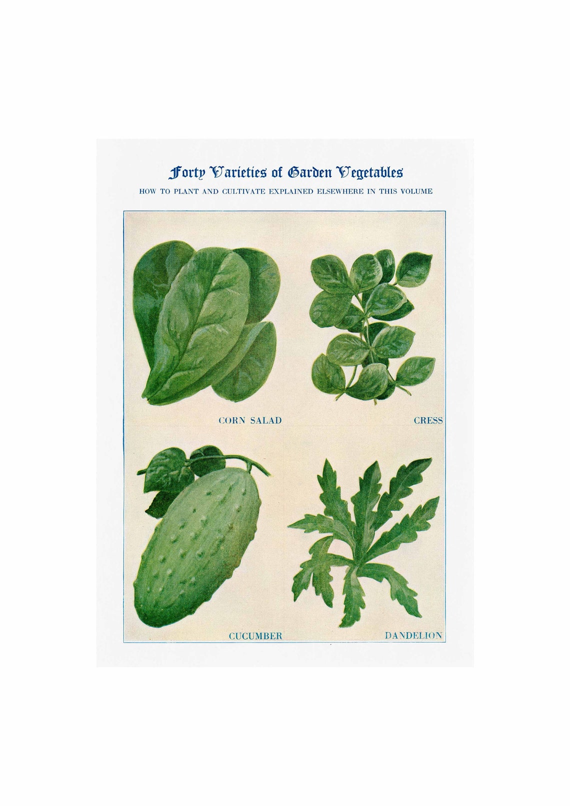 Forty Varieties of Garden Vegetables Corn Salad Cucumber Poster