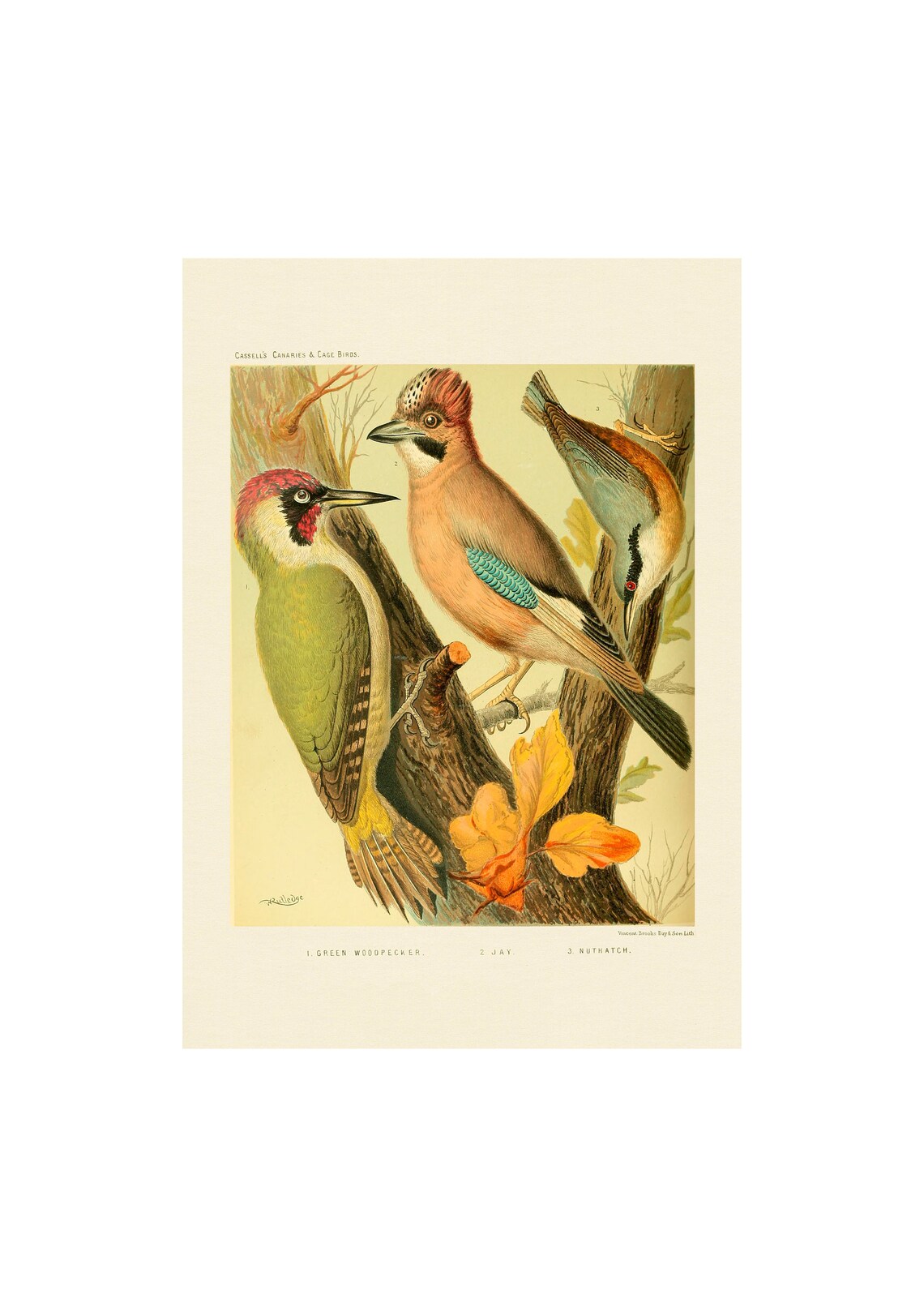 Birds Vintage Print, Green Woodpecker Jay