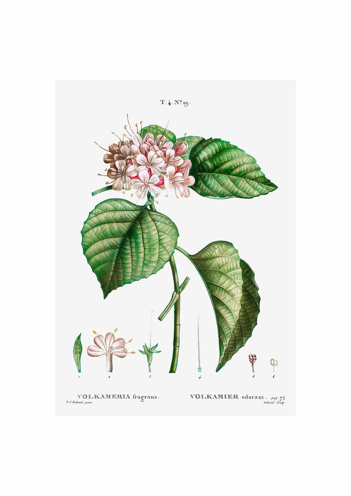 Chinese Glory Bower Art Print