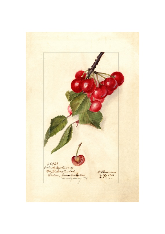 Pomological Watercolor Collection Cherry C 1886 1916 Giclee Fine Art Print Framedunframedcanvas