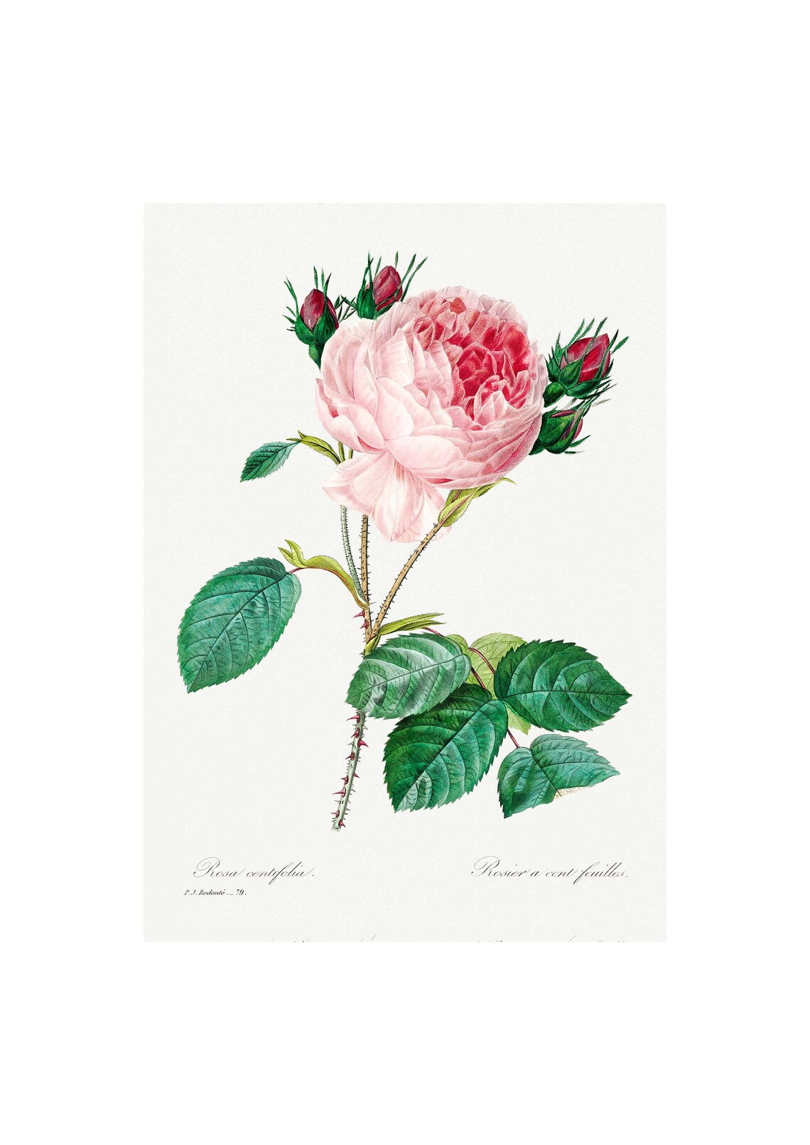 Provence Rose Antique Lithograph, Botanical Print
