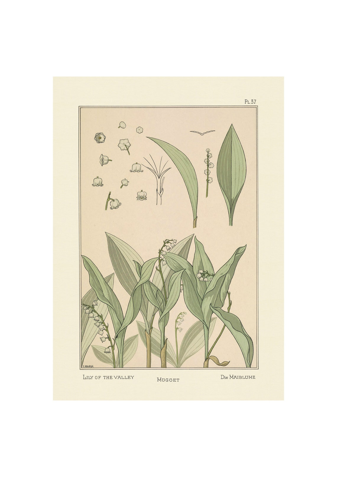 1896 Art Nouveau Lily of the Valley Botanical Study Chart Poster