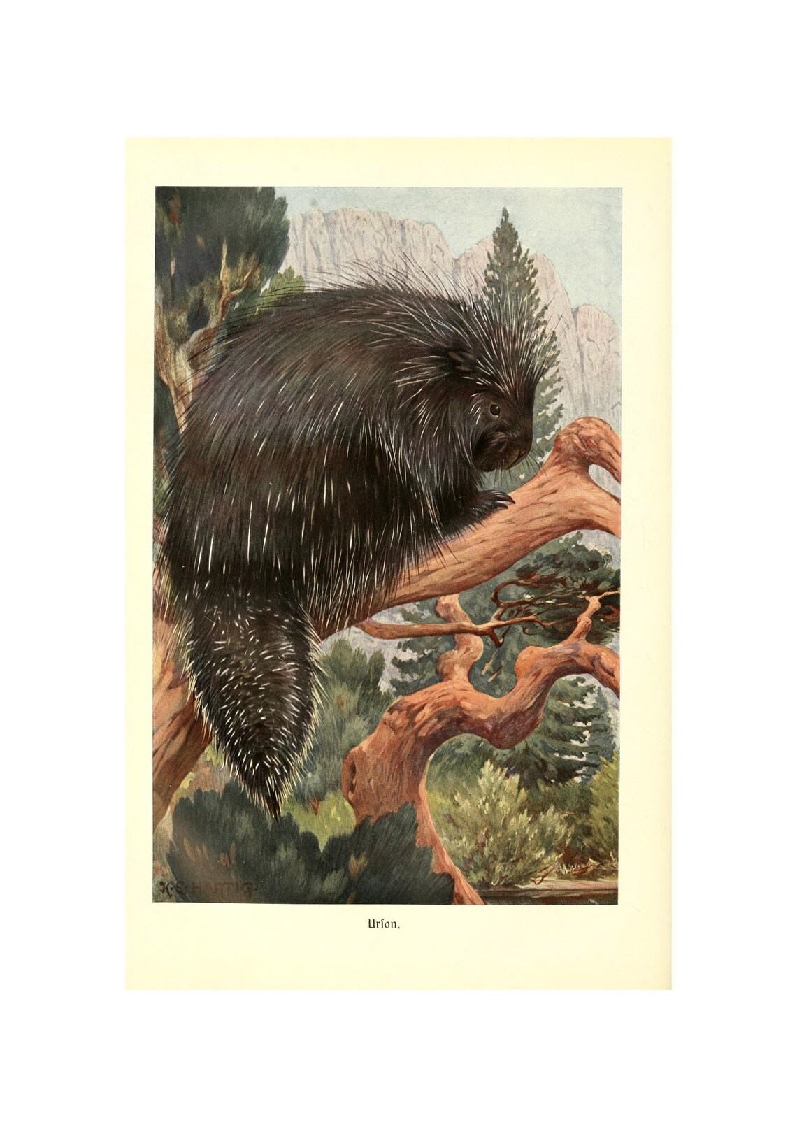 Canadian Porcupine Antique Natural History Woodland Animal Poster