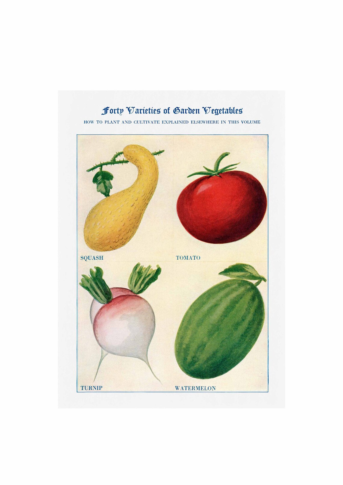 Tomato Squash Turnip Watermelon Vintage Art Print