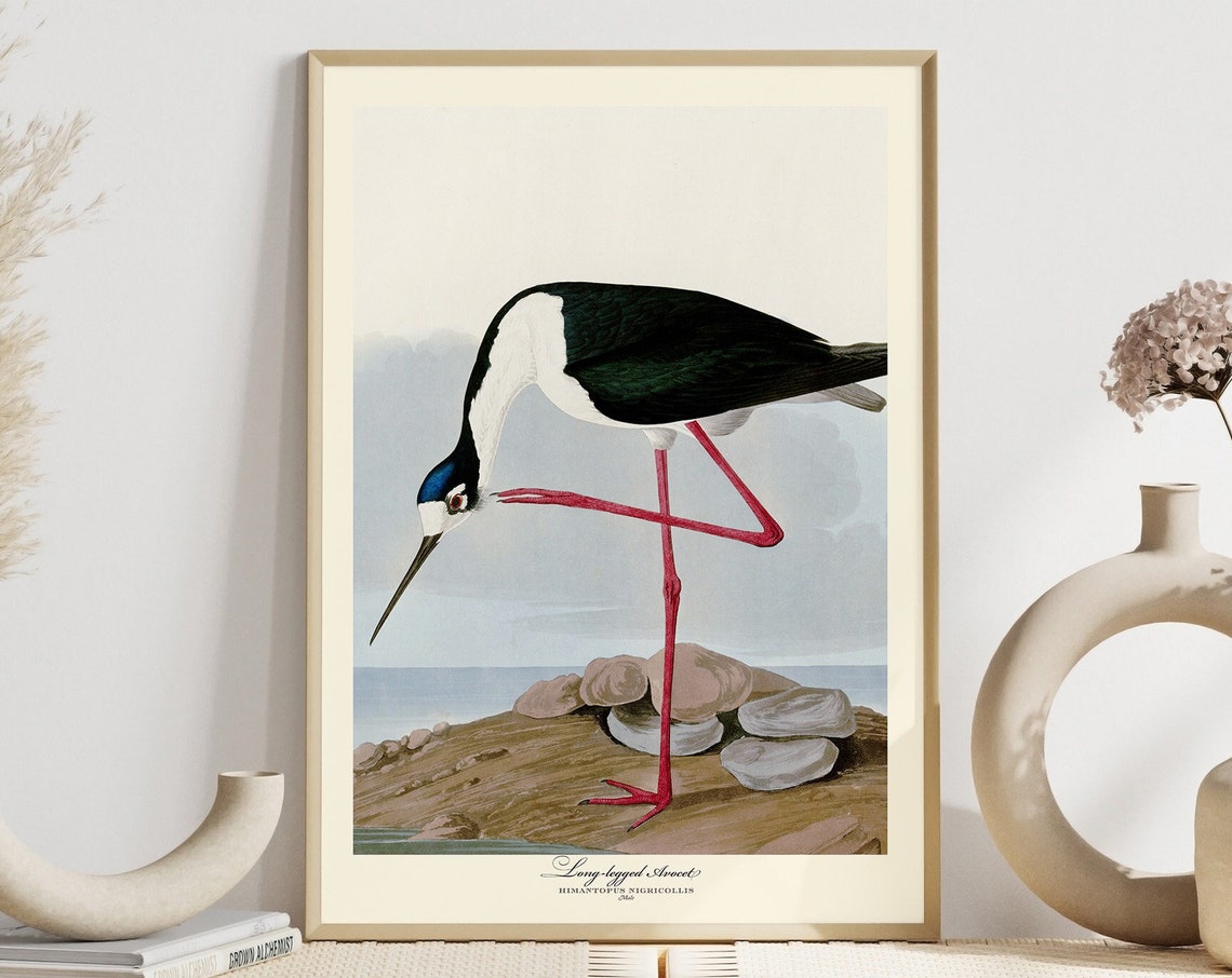 Long Legged Avocet Audubon Style Vintage Red Leg Wader Bird Poster - Image 4