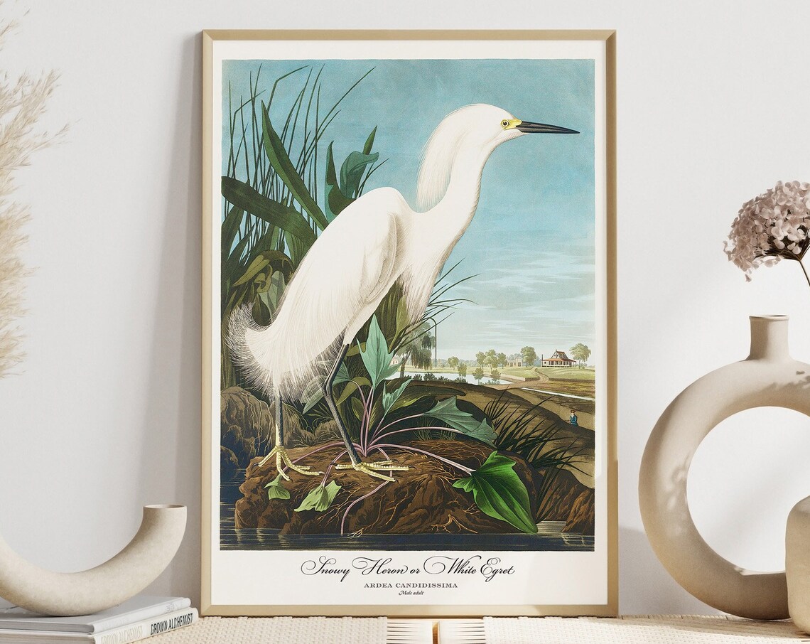 John Audubon Snowy Heron Retro Art Print - Image 5