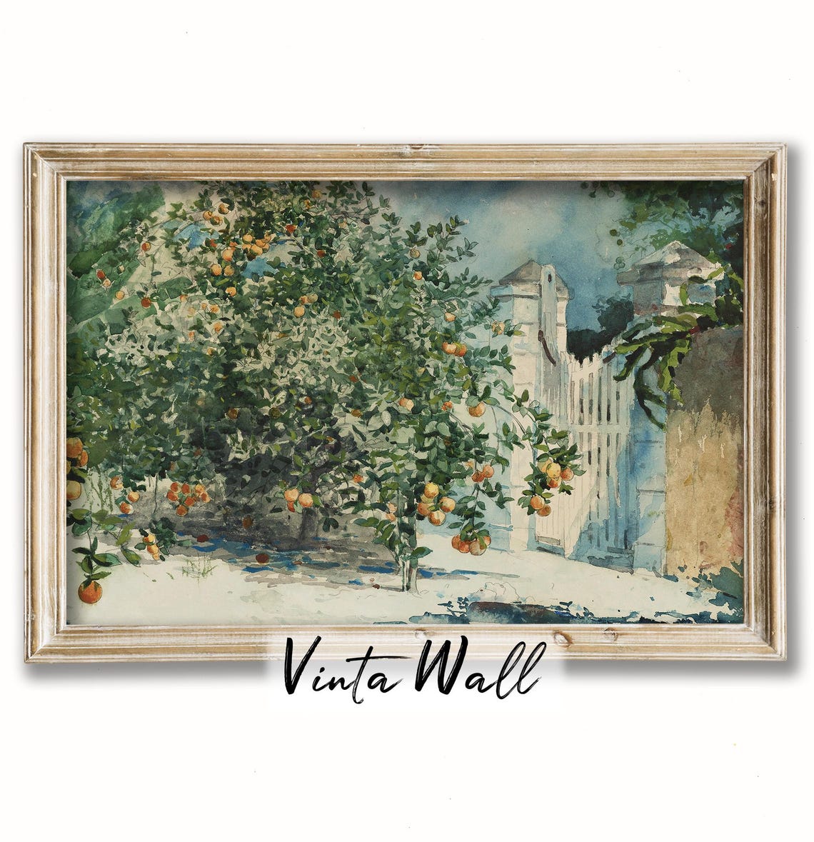 Orange Tree Heavy with Fruit by White Garden Gate Watercolor Poster
