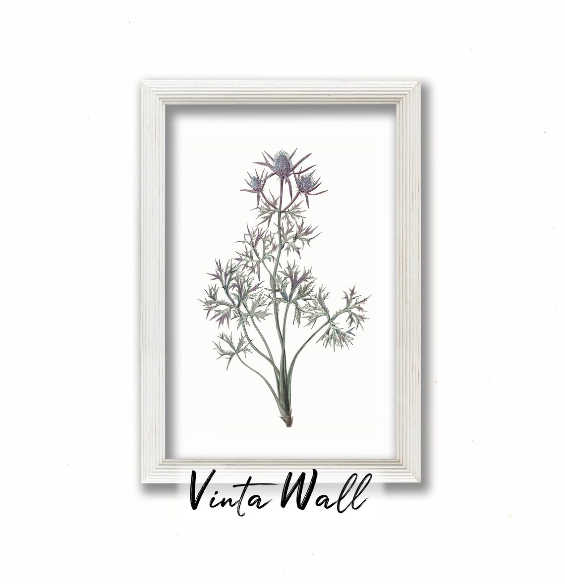 Blue Sea Holly Thistle Vintage Botanical Illustration Art Print - Image 3