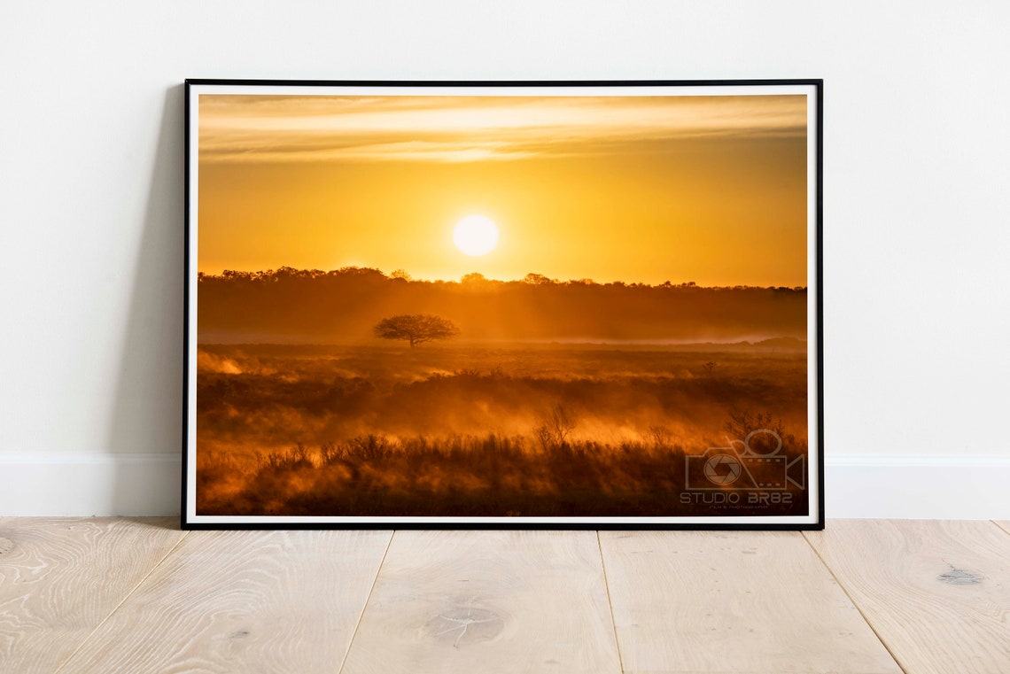 Golden Sunrise Over Misty Savanna Acacia Tree African Wildlife Poster