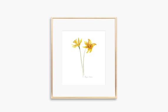 Yellow Daffodil Watercolor Twin Blooms Spring Botanical Art Poster