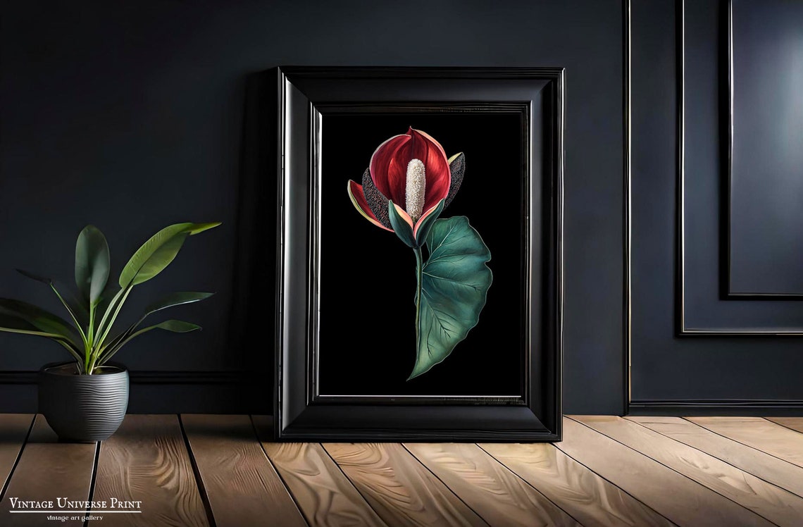 Red Anthurium Bloom Black Background Botanical Illustration Poster - Image 4