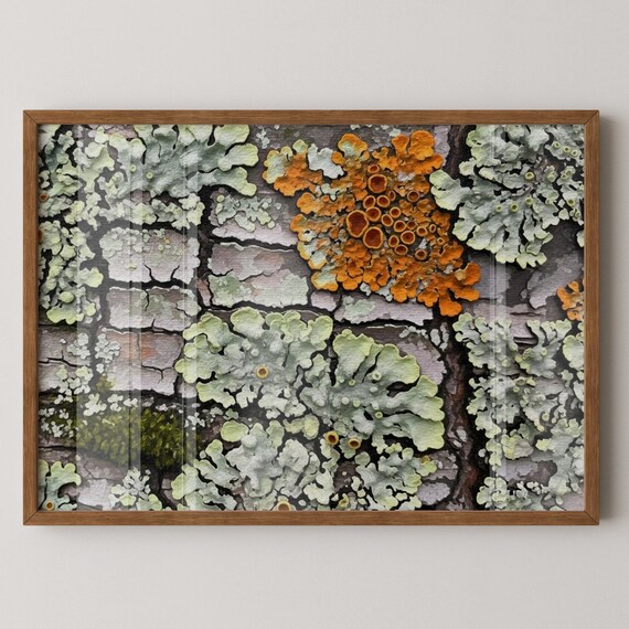 Lichen Study Orange And Sage Botanical Fine Art Nature Print