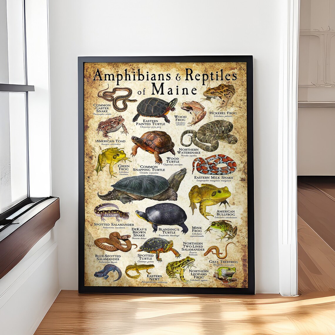 Amphibians And Reptiles Of Maine Vintage Nature Educational Poster