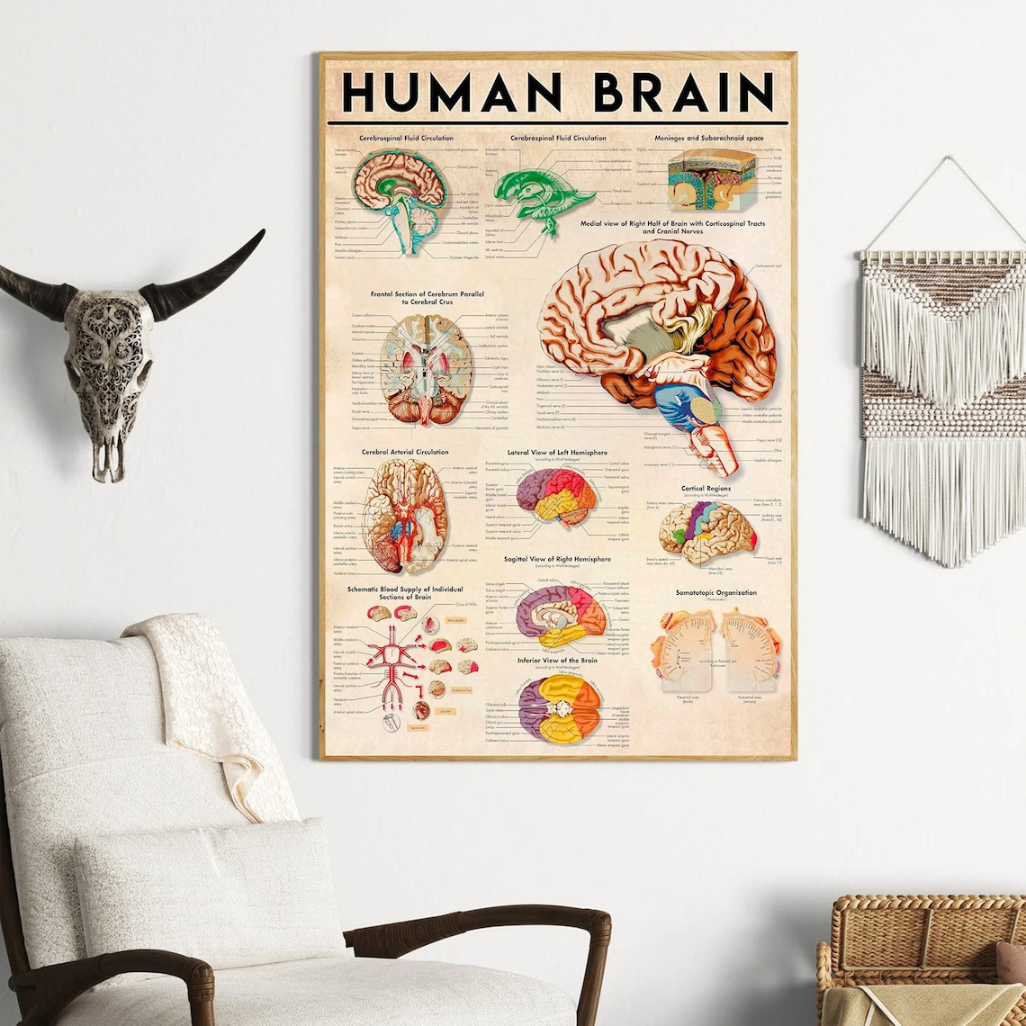 Human Brain Anatomy Art Print, Doctor Office Study - Image 4