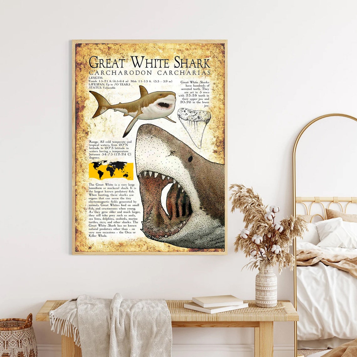 Great White Shark Carcharodon Carcharias Vintage Ocean Poster - Image 4