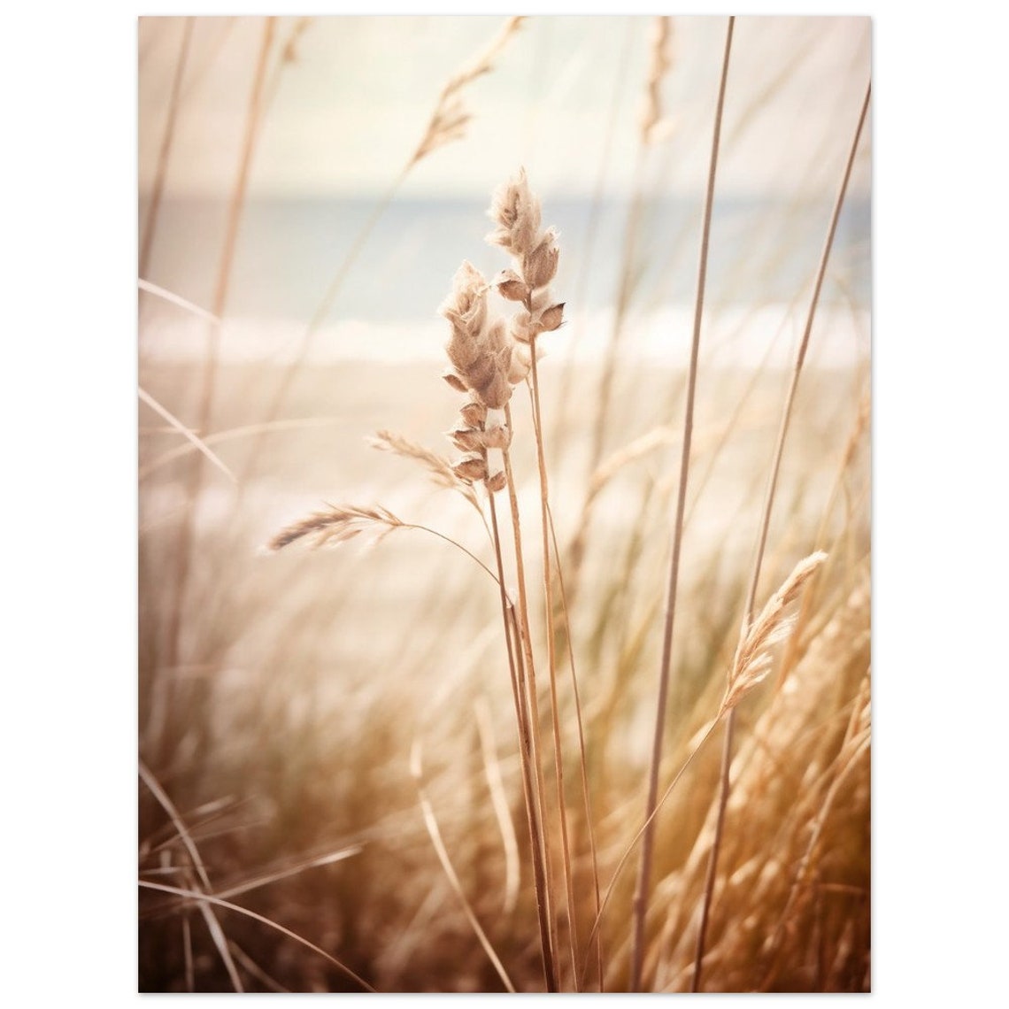 Golden Dried Grass Seed Heads Sunlit Beach Soft Light Art Poster - Image 2