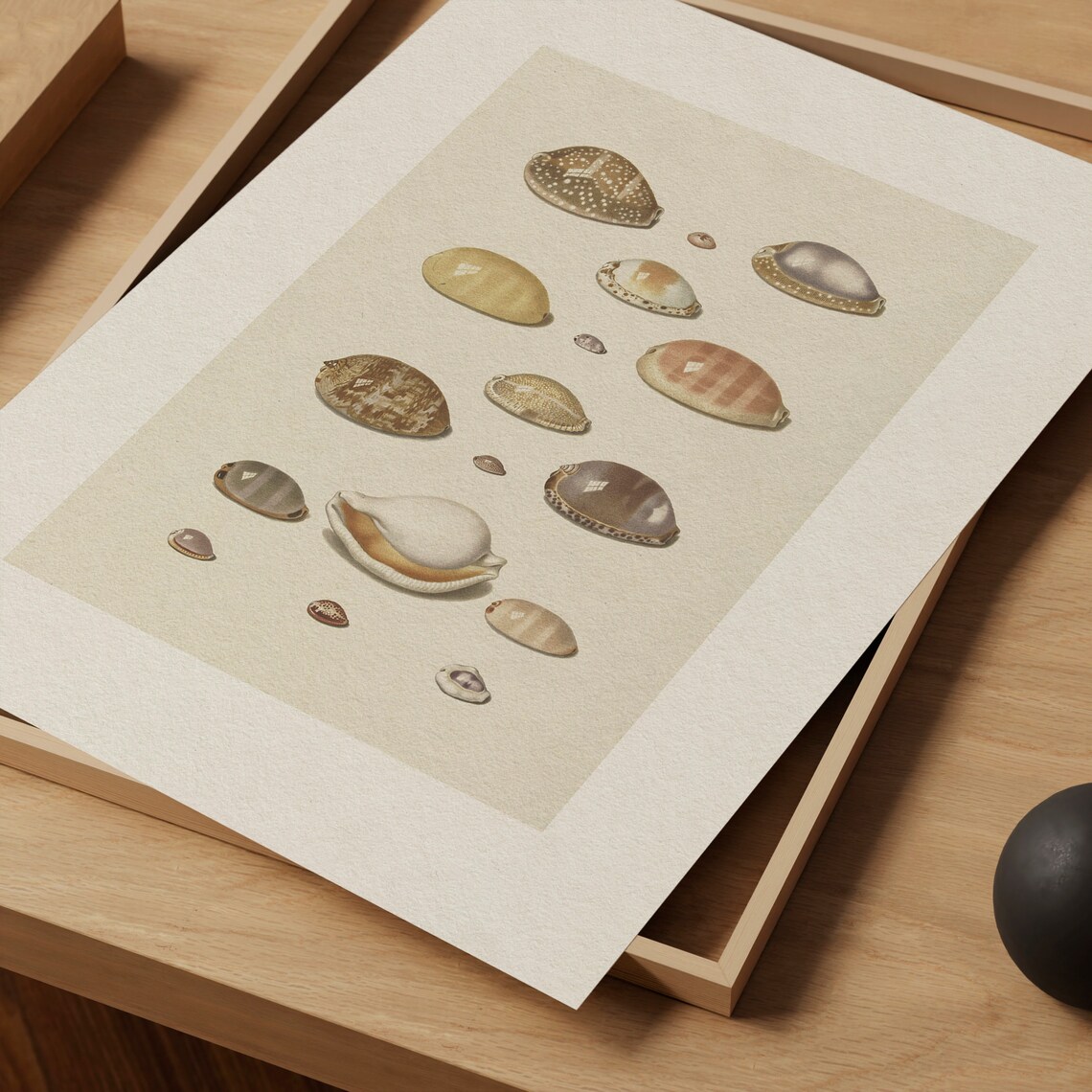 Vintage Seashell Art, Coastal Beach Poster - Image 3