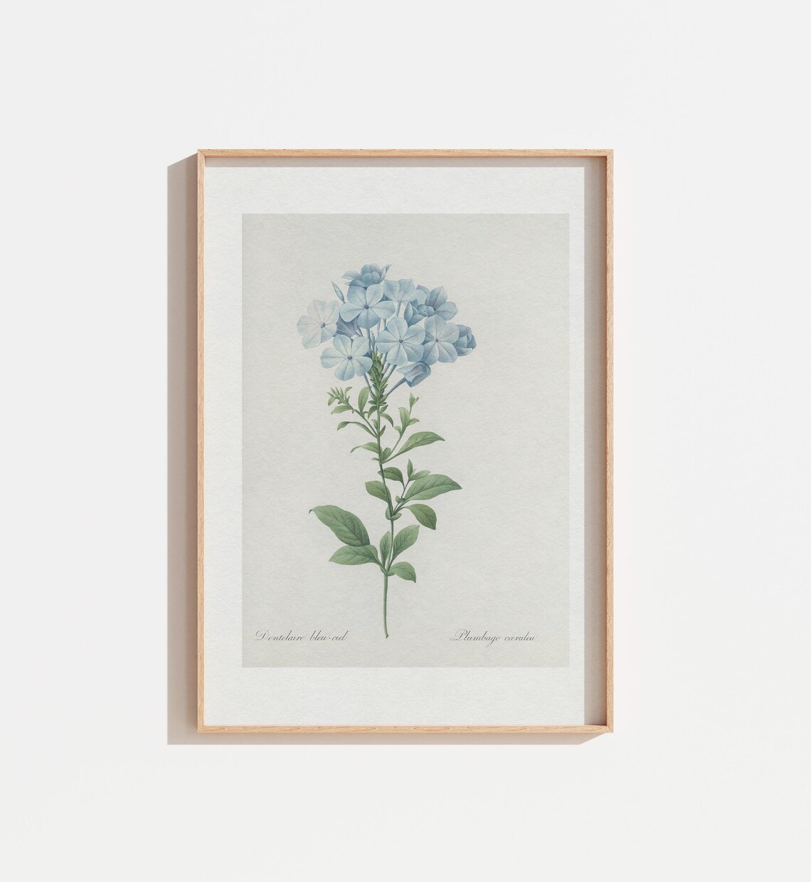 Vintage Blue Floral Botanical Art Print, Neutral Cream