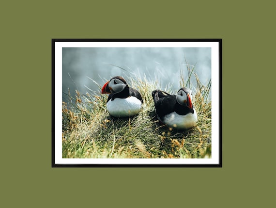 Pair of Atlantic Puffins Resting Together in Coastal Grass Print