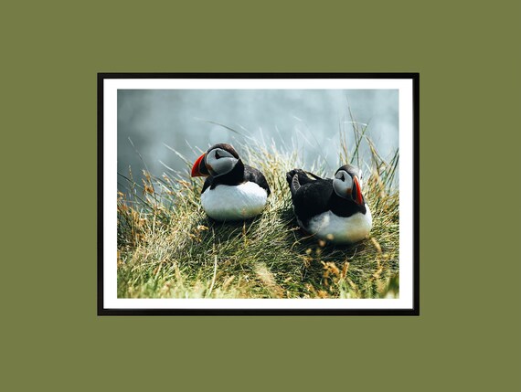 Puffin Pair Print Iceland Wildlife Photography Coastal Nursery Art