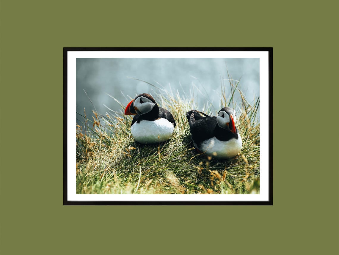 Pair of Atlantic Puffins Resting Together in Coastal Grass Print