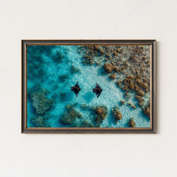 Aerial Manta Ray Photography Crystal Blue Ocean Wall Art