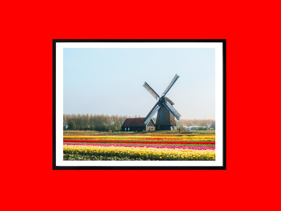 Dutch Windmill Colorful Tulip Fields Netherlands Spring Art Poster
